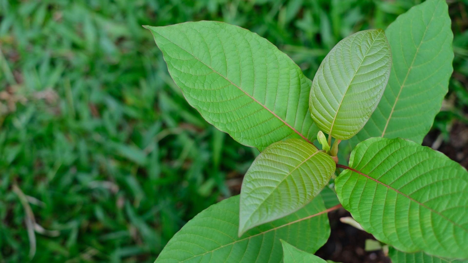 White Bali Kratom strains