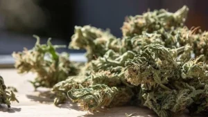 Using Delta-8 THC Flower to Combat Nausea and Vomiting